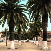 Les palmiers