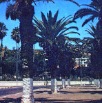 Sur les palmiers le jardin public